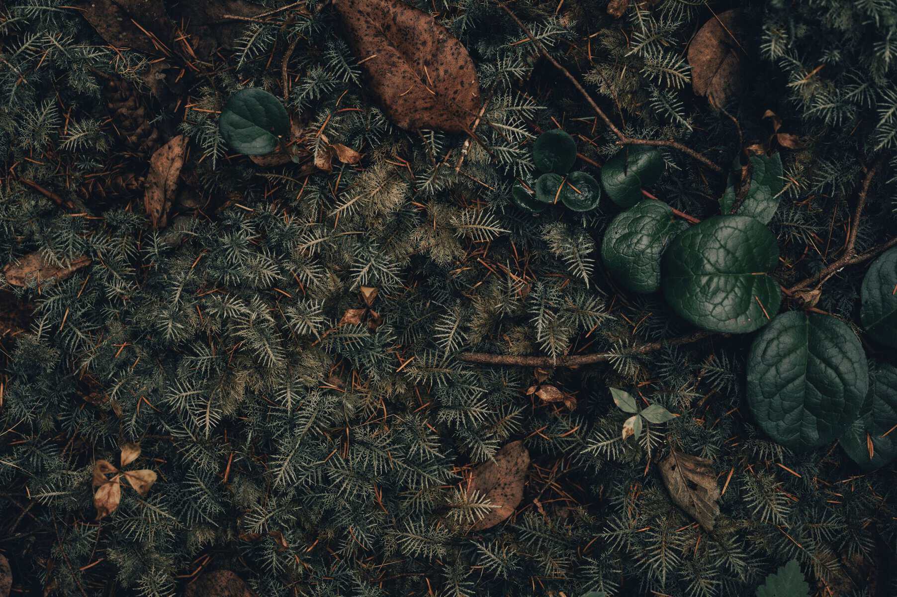 Natural foliage with leaves and pine needles for memorial display.